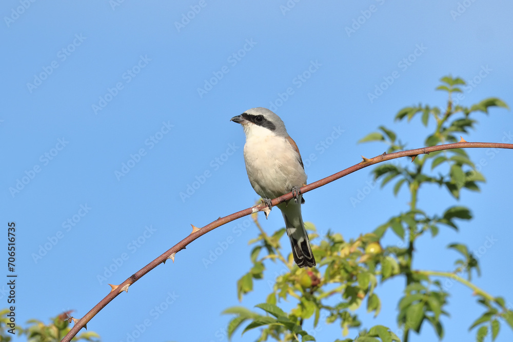 Bird (male Lanius collurio) sitting on a spiny branch of a bush (Rosa canina)