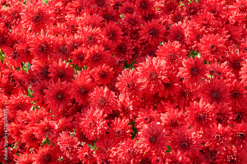 Full-frame background of red garden chrysanthemums in autumn