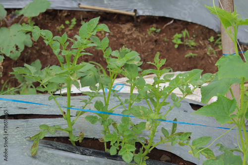 A pile of potatoes planted in mulch plastic creates a controlled environment, enhancing growth and yield by reducing weeds and retaining soil moisture. photo