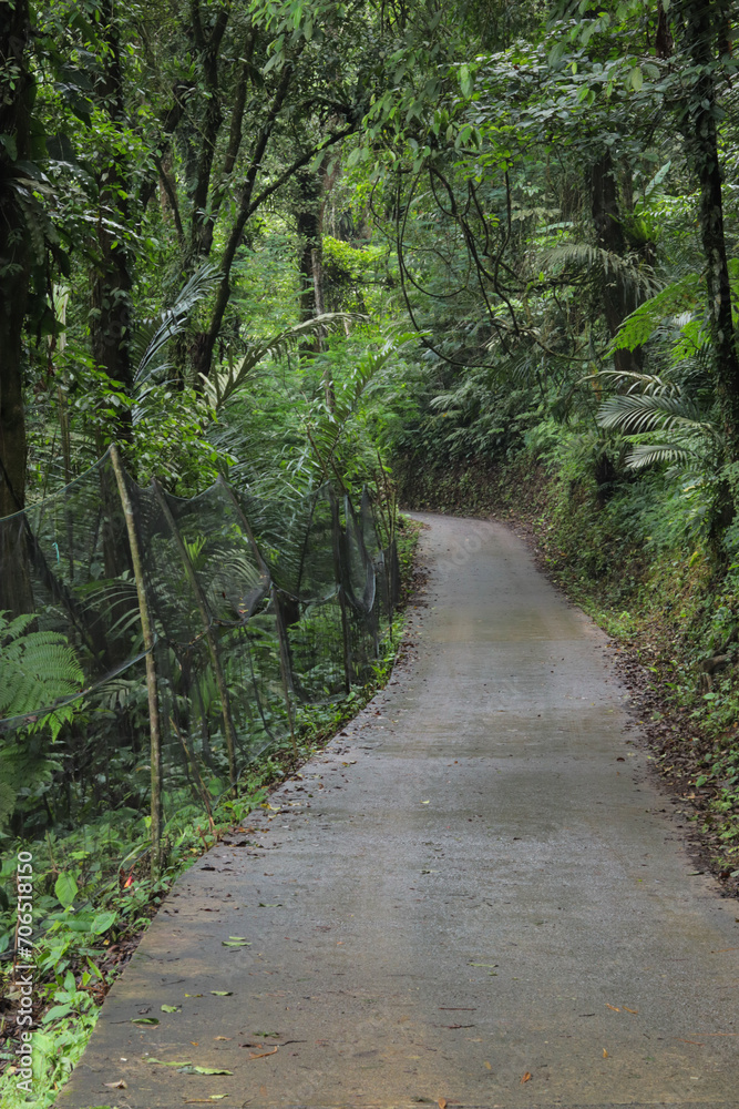 Concrete path winding through a lush tropical rainforest. Natural landscape with dense foliage and vibrant green hues Concrete path winding through a lush tropical rainforest. Natural landscape with dense foliage and vibrant green hues