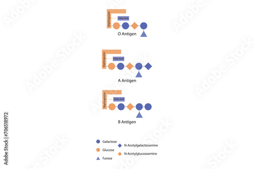 Diagram of O, A and B antigens on a ceramide - blood type determining oligosaccharide orange and purple Scientific vector illustration.