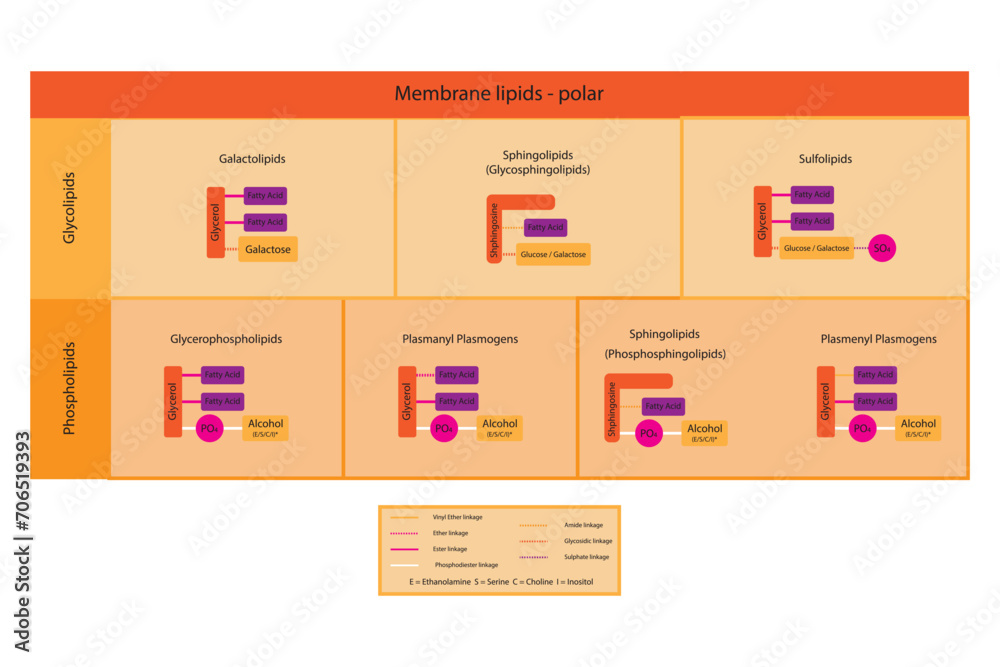Diagram showing classification of lipids storage lipids, membrane