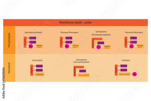 Diagram showing classification of lipids - storage lipids, membrane lipids - phospholipid, glycolipid, sulfolipid, etc, including chemical linkages. Orange and pink scientific vector illustration.