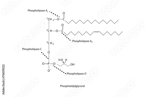 Diagram showing cleavage sites of phospholipases - PLA1, PLA2, PLC, PLD - molecular structure of Phosphatidylglycerol  Scientific vector illustration. photo