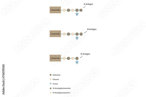 Diagram of O, A and B antigens on a ceramide - blood type determining oligosaccharide yellow Scientific vector illustration.