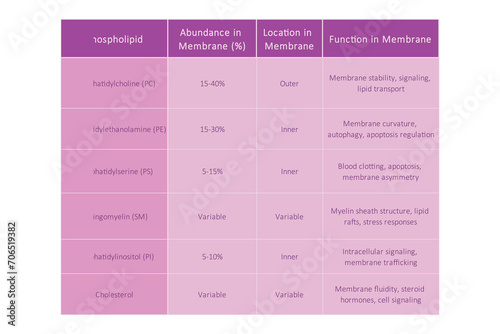 Table showing Phospholipids types, membrane abundance and location and biological function - including PC, PE, PS, PI, SM, cholesterol Purple scientific vector illustration.