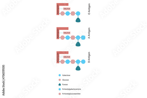 Diagram of O, A and B antigens on a ceramide - blood type determining oligosaccharide blue and red Scientific vector illustration.