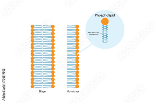 Diagram showing phospholipid structures - monolayer and bilayer. Colorful scientific vector illustration. photo