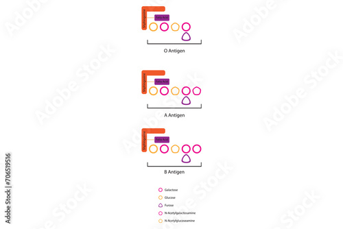 Diagram of O, A and B antigens on a ceramide - blood type determining oligosaccharide pink and orange Scientific vector illustration. photo