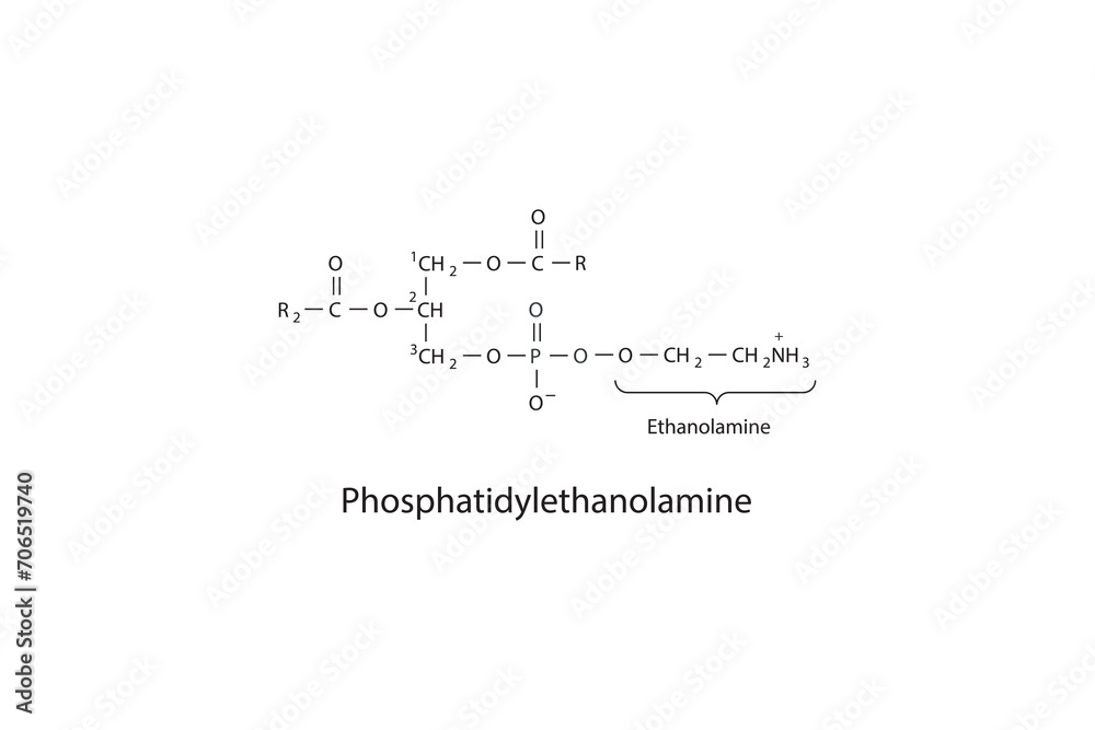 Molecular schematic structure of Phosphatidylethanolamine. White Scientific vector illustration.