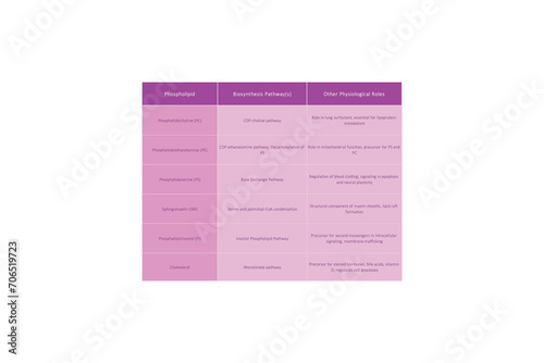 Table showing Phospholipids types, biosynthesis pathways and biological function - including PC, PE, PS, PI, SM, cholesterol Purple scientific vector illustration. photo