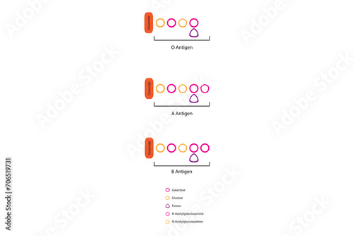 Diagram of O, A and B antigens on a ceramide - blood type determining oligosaccharide pink and orange Scientific vector illustration.