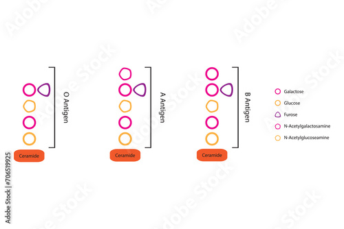 Diagram of O, A and B antigens on a ceramide - blood type determining oligosaccharide pink and orange Scientific vector illustration.