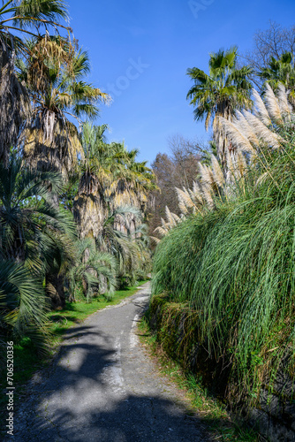 Alley with palm trees and reeds in the arboretum of Sochi in winter