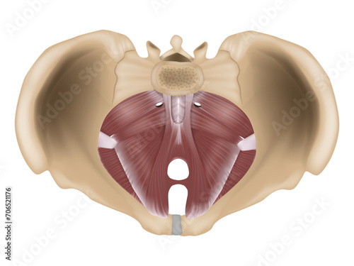 Anatomy of the pelvic floor or pelvic diaphragm. Muscles of the pelvic floor. 