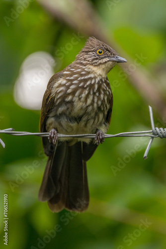 The cream-striped bulbul (Ixos leucogrammicus) is a species of songbird in the bulbul family, Pycnonotidae. It is endemic to western Sumatra (Indonesia) photo