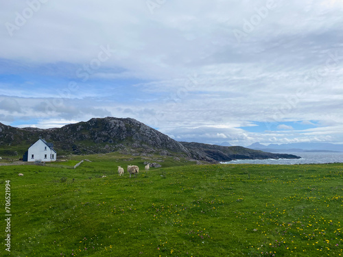 Sheep on the pasture next to amazing Clachtoll Beach