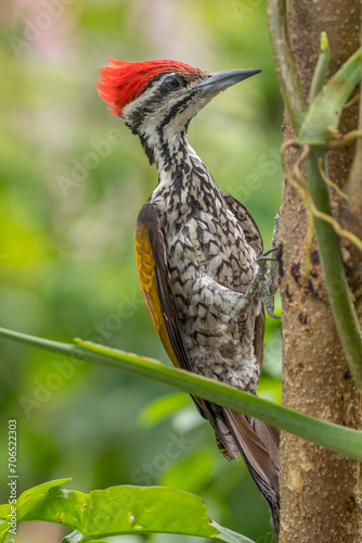 The common flameback (Dinopium javanense), also referred to as the common goldenback