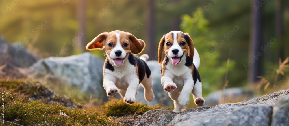 Two small beagle pups frolicking outdoors.