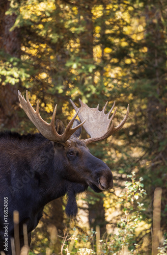 Shiras Moose Bull During the Rut in Autumn in Wyoming