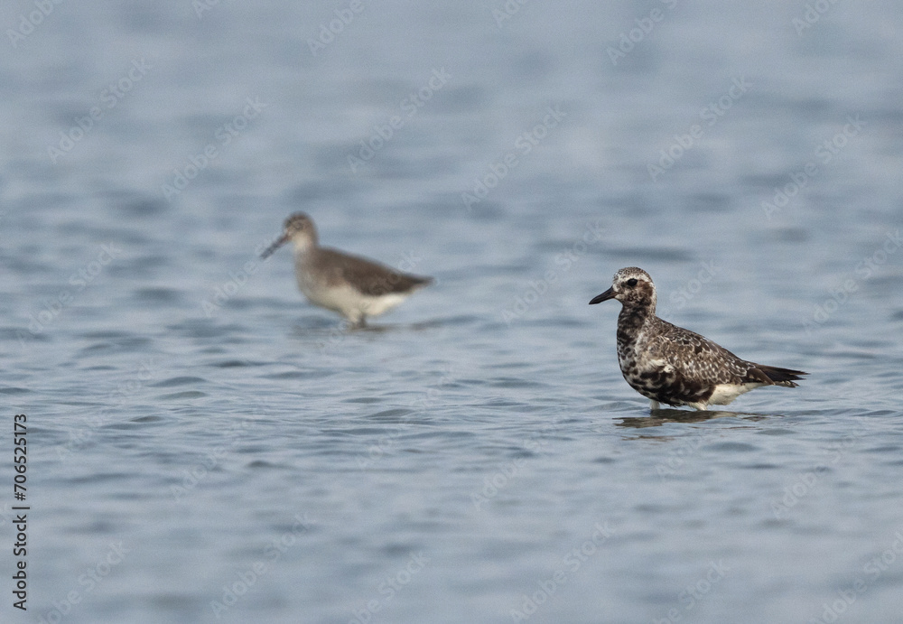 Grey plover at Mameer creek of Bahrain Grey plover at Mameer creek of Bahrain