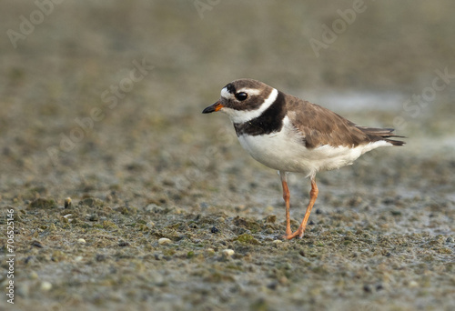 Portrait of Commom ringed plover at mameer, Bahrain © Dr Ajay Kumar Singh