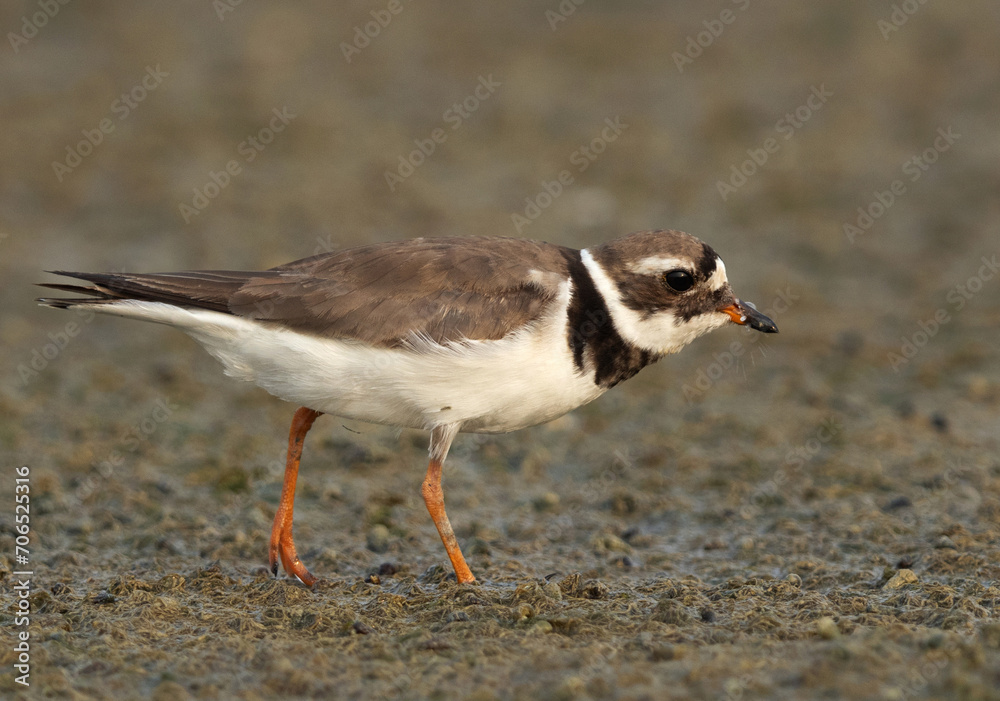 Closeup of Commom ringed plover at mameer, Bahrain Closeup of Commom ringed plover at mameer, Bahrain