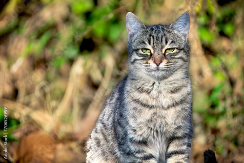 Wallpaper Mural portrait of a cat Torontodigital.ca