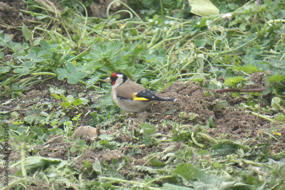 Obraz premium Cardellino