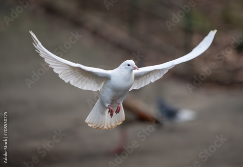 White dove in flight. Rock dove or common pigeon or feral pigeon with other birds in a park behind. White dove (Columba livia) in Kelsey Park, Beckenham, Kent, UK.
