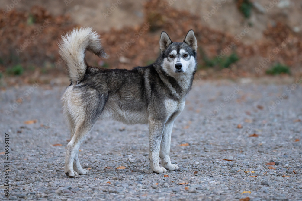 husky dog in all its glory, in autumn husky dog in all its glory, in autumn
