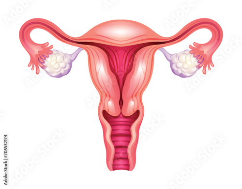 Uterus. Female reproductive system. Vector illustration isolated on white background