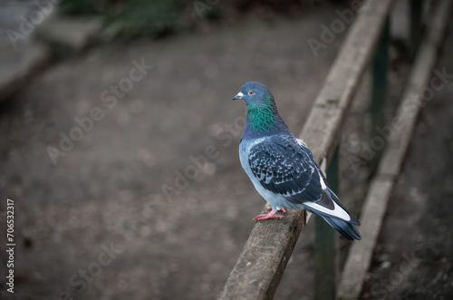 Rock dove or common pigeon or feral pigeon sitting on a fence facing left with copy space. Rock dove or common pigeon (Columba livia), in Kelsey Park, Beckenham, Kent, UK. photo