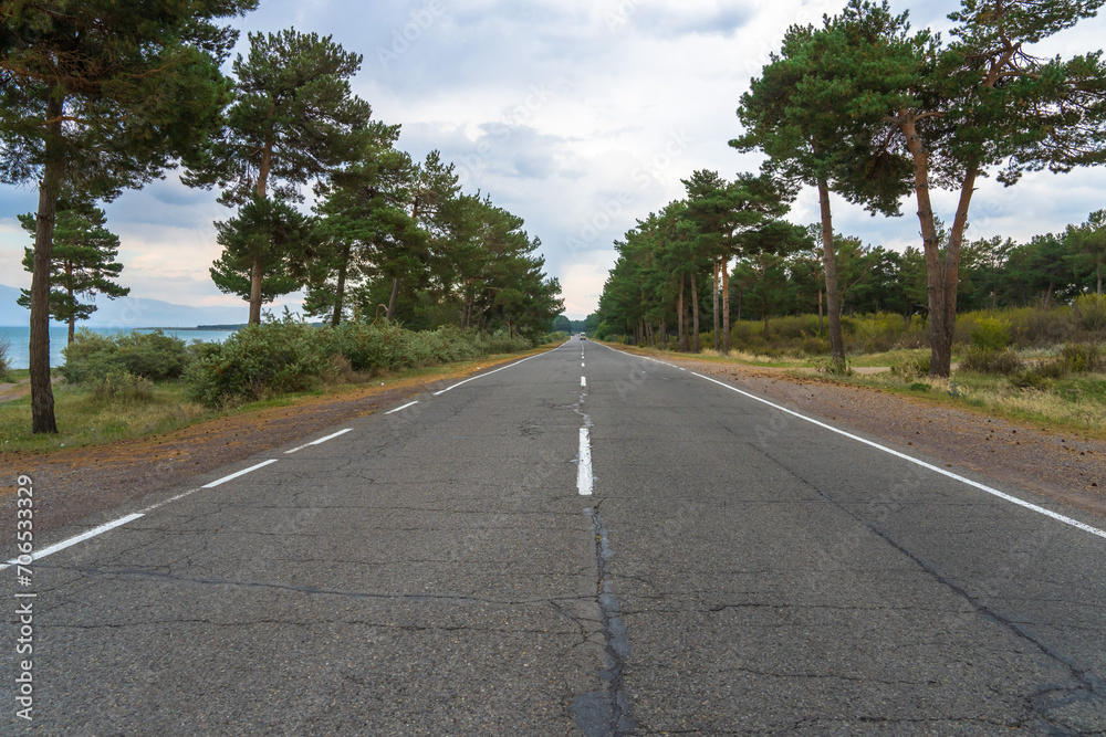 Fototapeta premium Serenity Boulevard: Road Lined with Green Trees