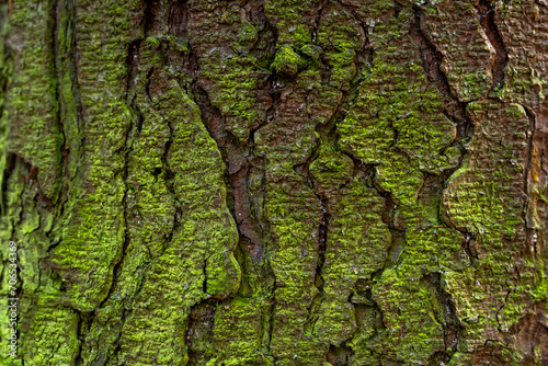 Nature's Tapestry: Close-Up of Mossy Tree Trunk