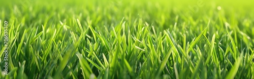 Close Up of Lush, Vibrant Green Grass Patches in a Field Under the Clear Blue Sky