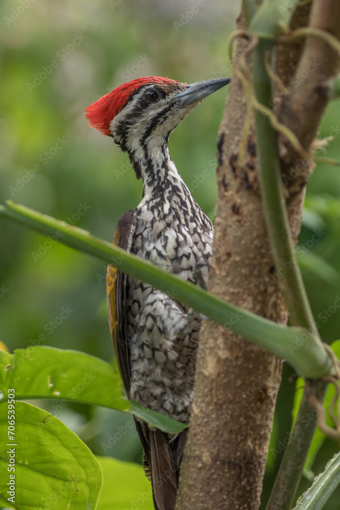 The common flameback (Dinopium javanense), also referred to as the common goldenback The common flameback (Dinopium javanense), also referred to as the common goldenback