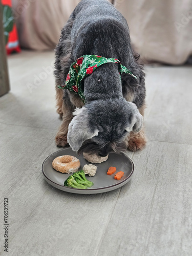 Adorable little black dog wearing festive bandana sitting on the ground with dog food in donut and dog paw shape
