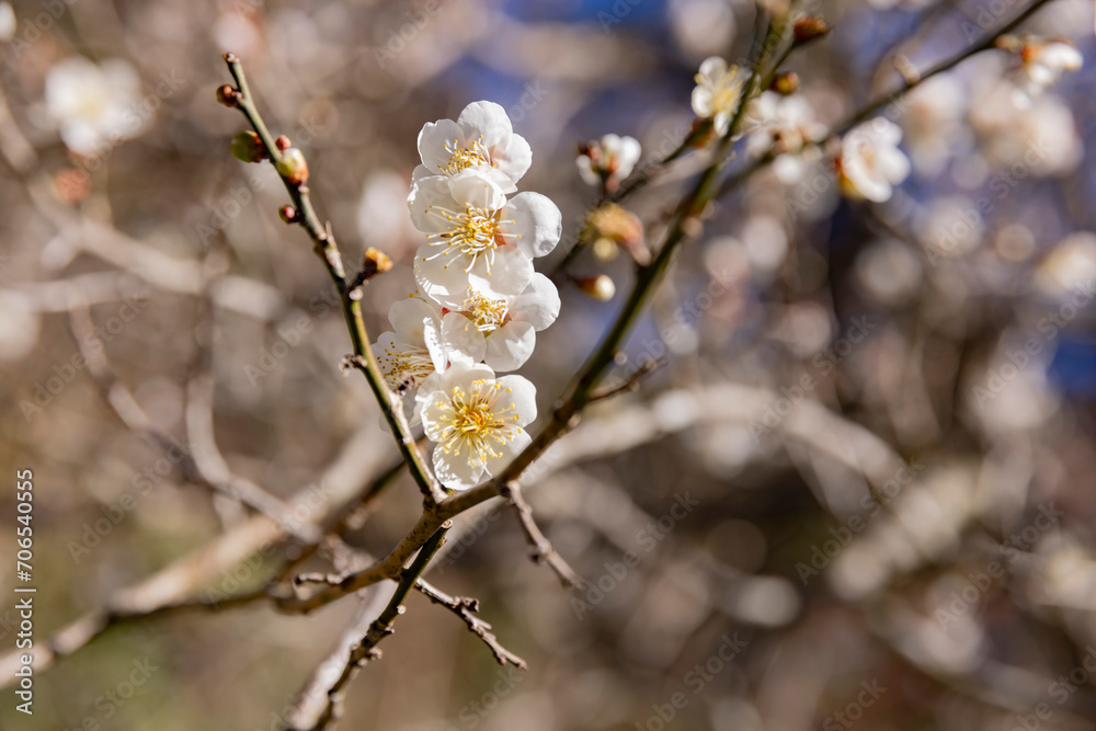 White plum flowers at Atami plum park in Shizuoka daytime close up