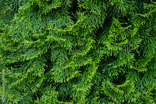 textured background made of thuja leaves