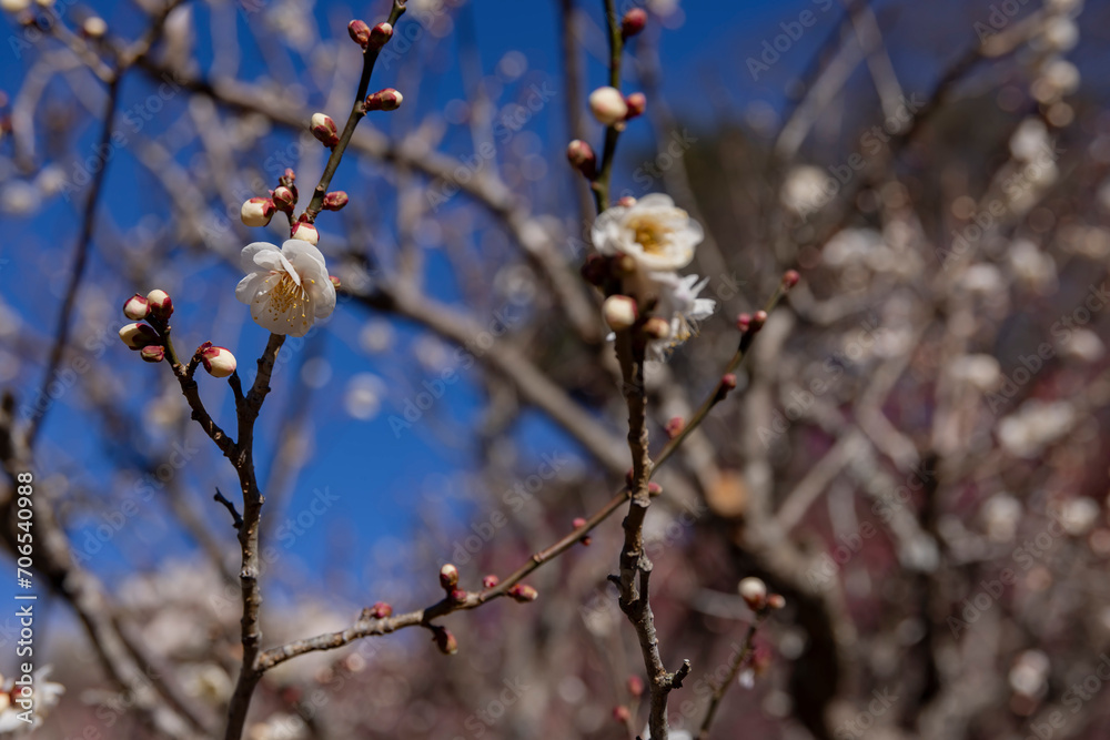 White plum flowers at Atami plum park in Shizuoka daytime close up White plum flowers at Atami plum park in Shizuoka daytime close up