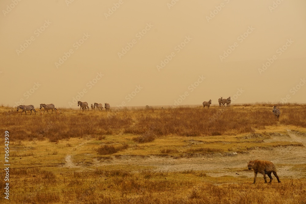 african wildlife - zebras, hyena, grassland, sandstorm african wildlife - zebras, hyena, grassland, sandstorm