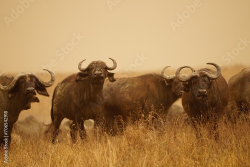 african wildlife, buffaloes, grassland, sandstorm, close photo