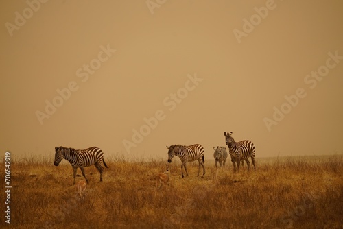 african wildlife - zebras, grassland, sandstorm