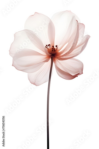 flower isolated on white