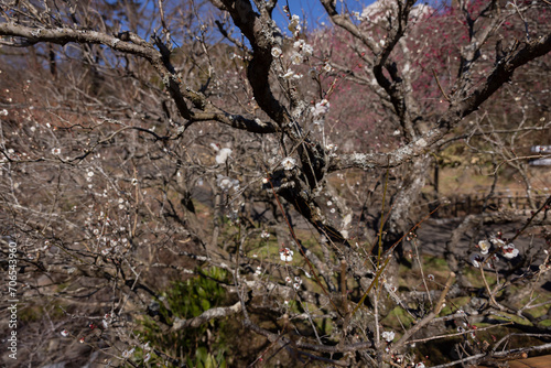White plum flowers at Atami plum park in Shizuoka daytime