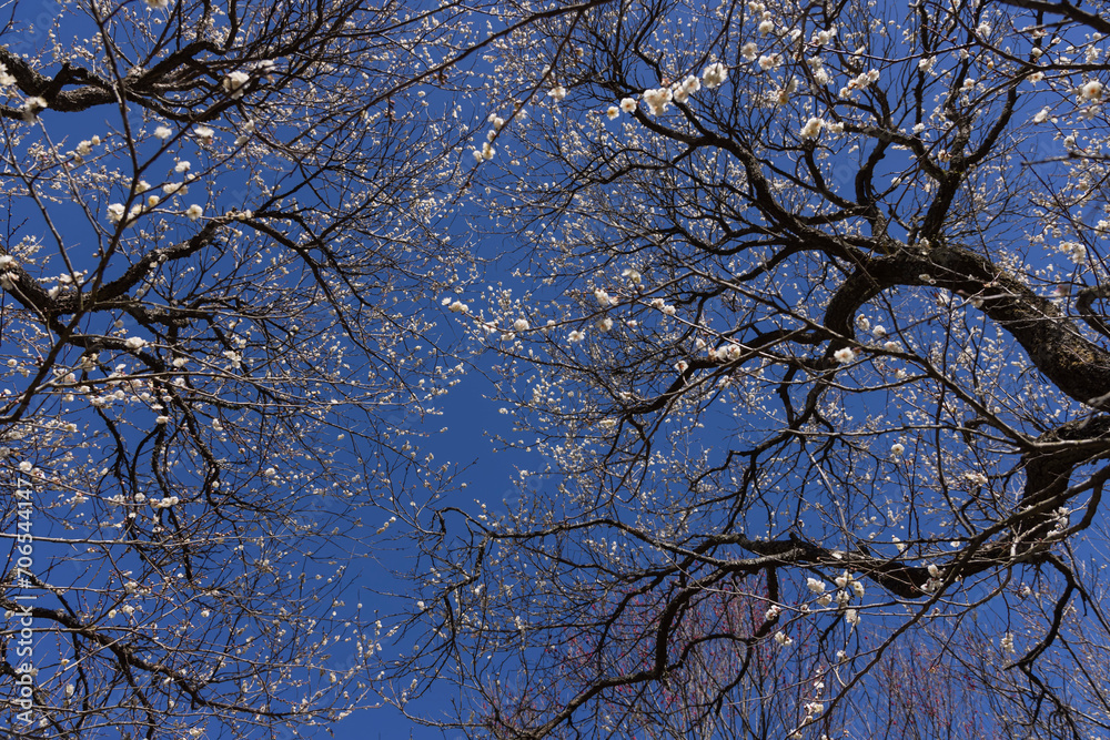 Obraz premium White plum flowers at Atami plum park in Shizuoka daytime