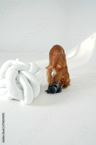 dog in the studio on a white background with a camera. Cocker Spaniel. Dog photo session