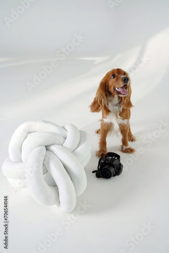 dog in the studio on a white background with a camera. Cocker Spaniel