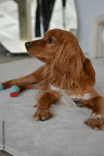 dog in the studio in socks, dog photo shoot. Cocker Spaniel